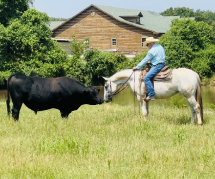 HorseID: 2290340 Shes A Sultry Invite - PhotoID: 1074608