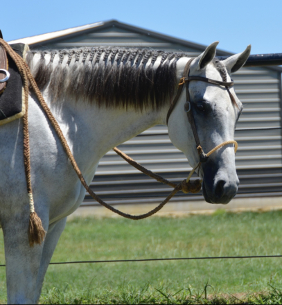 HorseID: 2290340 Shes A Sultry Invite - PhotoID: 1090804