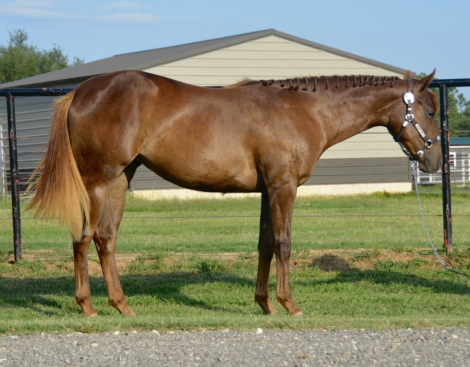 HorseID: 2290794 Sultry Party - PhotoID: 1075988