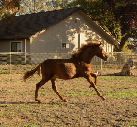 HorseID: 2292724 Rowan - PhotoID: 1071519
