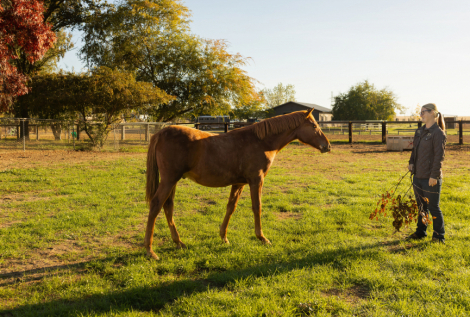 HorseID: 2292724 Rowan - PhotoID: 1071521