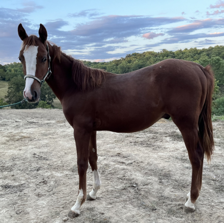 HorseID: 2293199 RISKY BUSINEZZ - PhotoID: 1090586