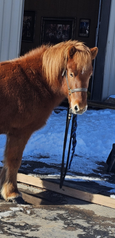 HorseID: 2293549 IS2012186703 Mar fre Leirubakki - PhotoID: 1090595