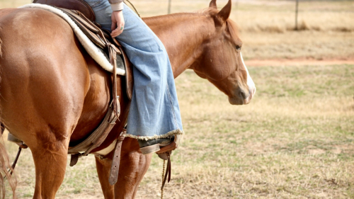 HorseID: 2260688 Too Wimpy To Smoke - PhotoID: 1042244