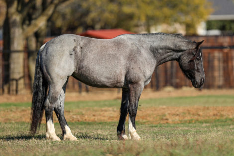 HorseID: 2261706 Alexander’s Pistol Annie - PhotoID: 1029646