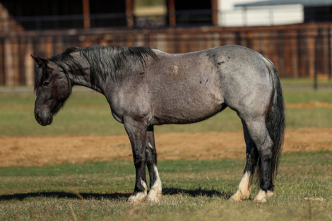 HorseID: 2261706 Alexander’s Pistol Annie - PhotoID: 1029647