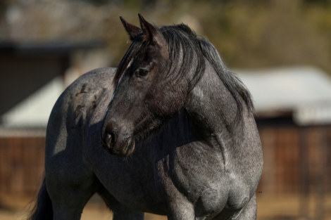 HorseID: 2261706 Alexander’s Pistol Annie - PhotoID: 1029648