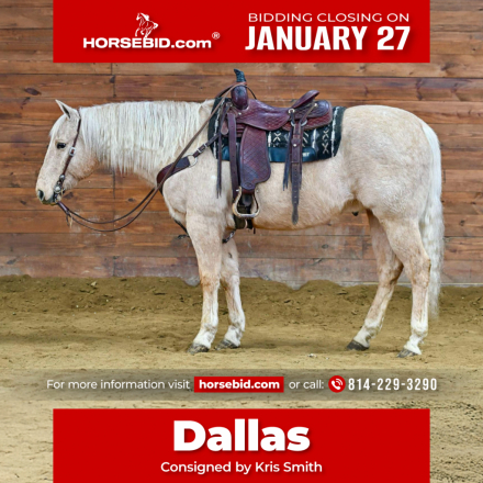 HorseID: 2246724 Dallas - PhotoID: 1028750