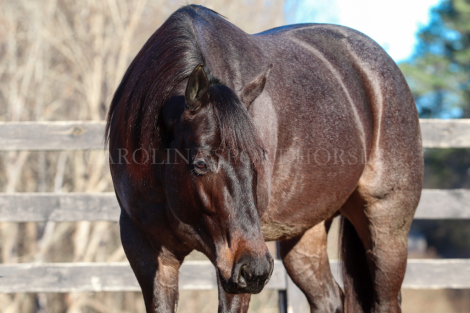 HorseID: 2246726 Little Richard Lowry - PhotoID: 1045894