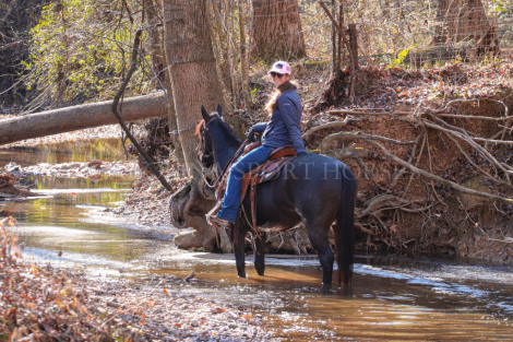 HorseID: 2246726 Little Richard Lowry - PhotoID: 1048803