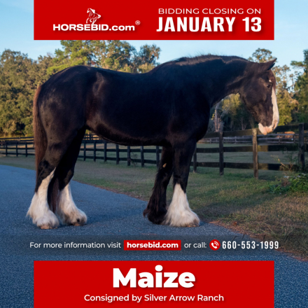 HorseID: 2247445 Maize - PhotoID: 1042257