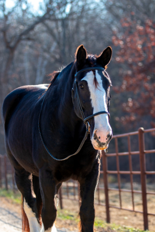 HorseID: 2247445 Maize - PhotoID: 1045871