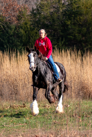 HorseID: 2247445 Maize - PhotoID: 1051650