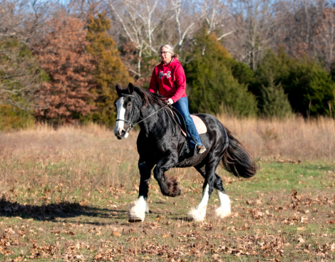 HorseID: 2247445 Maize - PhotoID: 1051651