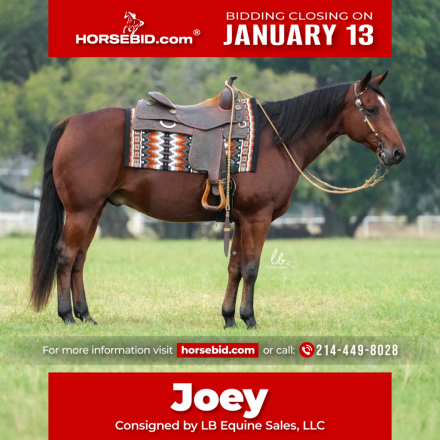 HorseID: 2247450 Joey - PhotoID: 1033506