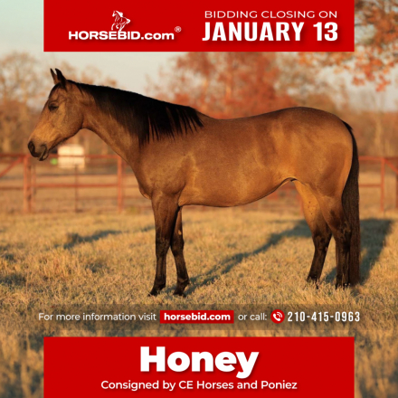 HorseID: 2249907 Honey - PhotoID: 1045908