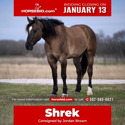 HorseID: 2249908 Shrek - PhotoID: 1028770