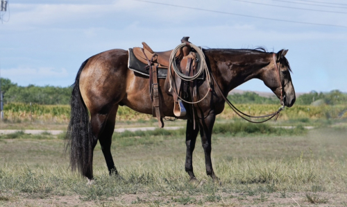 HorseID: 2253894 Boomerstar Falco - PhotoID: 1042230