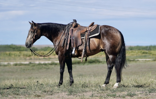 HorseID: 2253894 Boomerstar Falco - PhotoID: 1042231