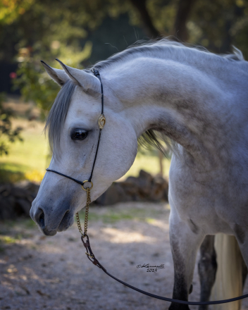 HorseID: 2259482 OM EL JAYA - PhotoID: 1065064