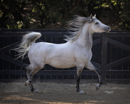 HorseID: 2259482 OM EL JAYA - PhotoID: 1065065