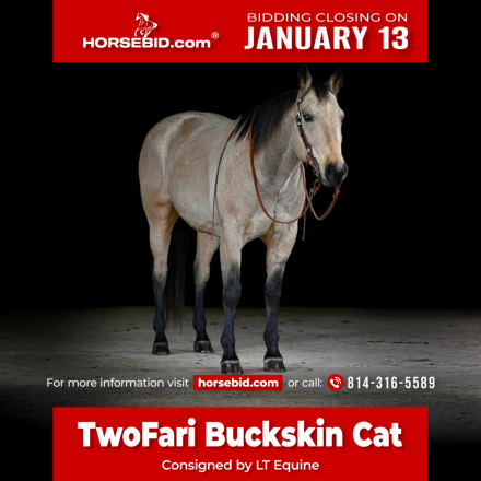 HorseID: 2260687 TwoFari Buckskin Cat - PhotoID: 1036982