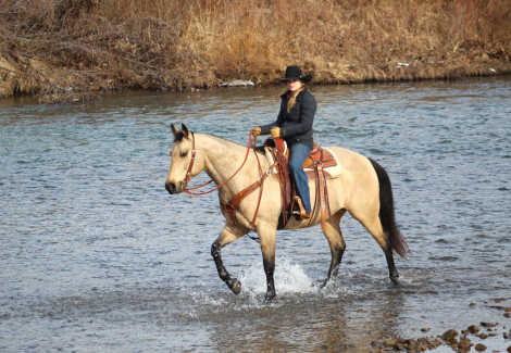 HorseID: 2260687 TwoFari Buckskin Cat - PhotoID: 1045919