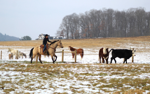 HorseID: 2260687 TwoFari Buckskin Cat - PhotoID: 1045920