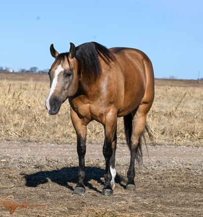 HorseID: 2262624 Chex Your Step - PhotoID: 1032129