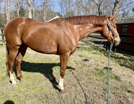 Flashy Escort, Chestnut Thoroughbred Mare, Flashy Project Horse in ...