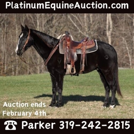 Whoopit Starlight, Black AQHA Quarter Horse Gelding, Real Deal Ranch ...