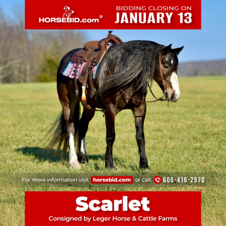 HorseID: 2271746 Scarlet - PhotoID: 1043303