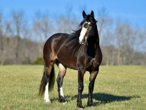 HorseID: 2271746 Scarlet - PhotoID: 1043304