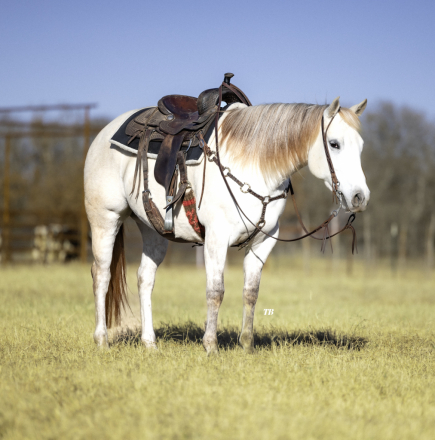 HorseID: 2271747 CS GOLDEN PISTOLA - PhotoID: 1043301