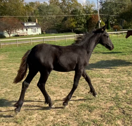 HorseID: 2272415 Innisfree Solar Eclipse - PhotoID: 1066591