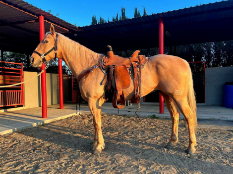 HorseID: 2274497 Golden Boy Palomino - PhotoID: 1066727