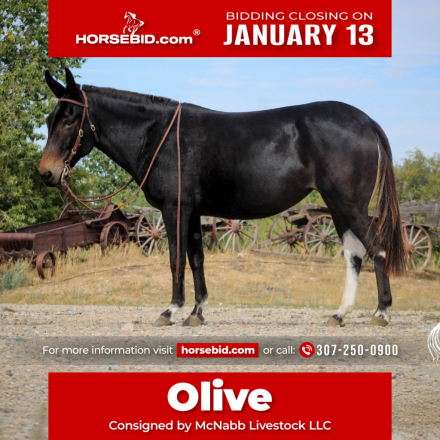 HorseID: 2275753 Olive - PhotoID: 1048795