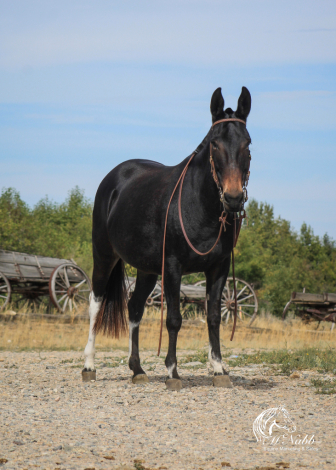 HorseID: 2275753 Olive - PhotoID: 1048796