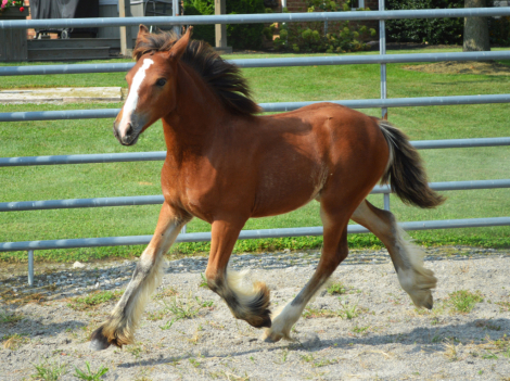 HorseID: 2277046 CHESTNUT OAK'S S'MORES - PhotoID: 1066141