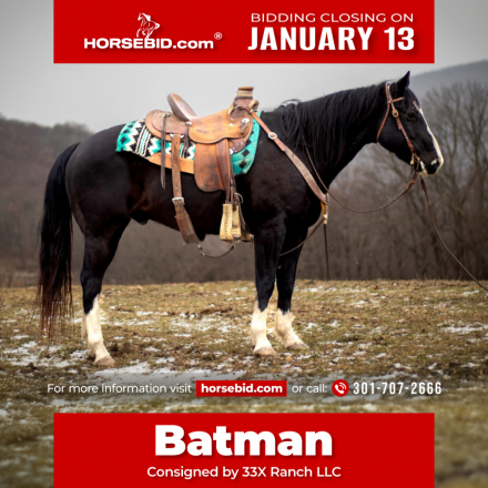 HorseID: 2280894 Batman - PhotoID: 1055712