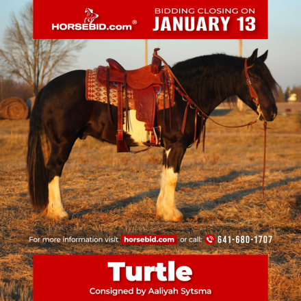 HorseID: 2280899 Turtle - PhotoID: 1055720