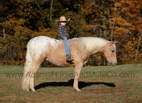 HorseID: 2287698 PECOS BILL - PhotoID: 1064996