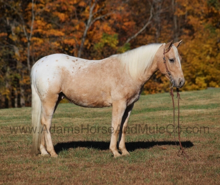 HorseID: 2287698 PECOS BILL - PhotoID: 1064997