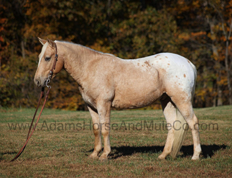 HorseID: 2287698 PECOS BILL - PhotoID: 1064998