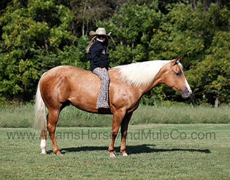 HorseID: 2287701 BOONSMALS SUGAR STAR - PhotoID: 1064980