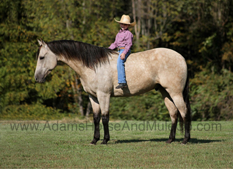 HorseID: 2287702 JEWELLS PARDEE - PhotoID: 1064992