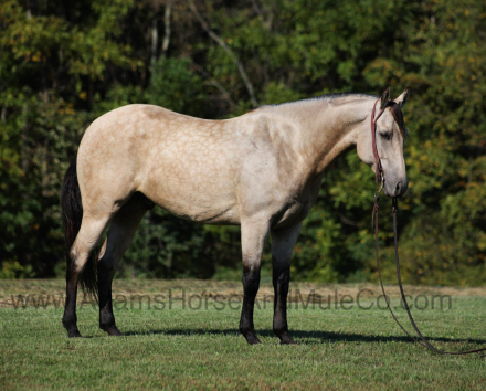 HorseID: 2287702 JEWELLS PARDEE - PhotoID: 1064993