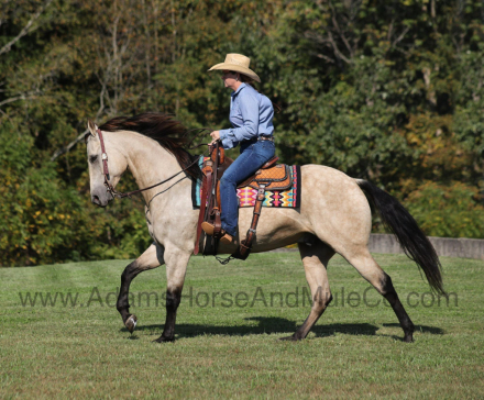 HorseID: 2287702 JEWELLS PARDEE - PhotoID: 1064994