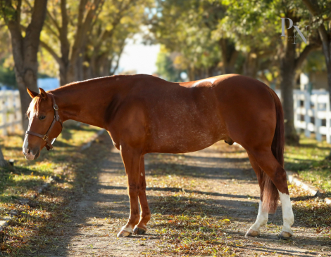 HorseID: 2287747 One Genuine Smoke - PhotoID: 1065031