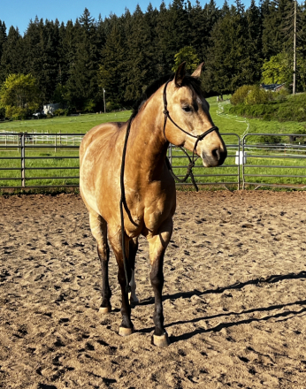 HorseID: 2287749 CA LADY JACKIE O - PhotoID: 1065033